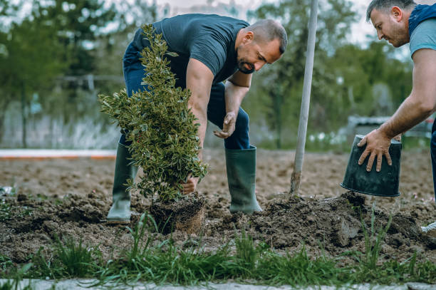 Reliable Egypt, PA Tree Care Services Solutions